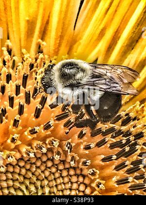 Bumblebee Pollen sammeln von einer Sonnenblume Stockfoto