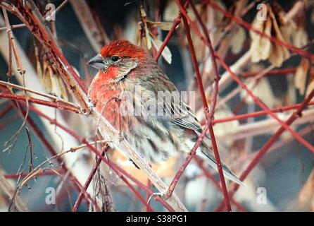 Hausfink, Haemorhous mexicanus, nordamerikanische Vögel, Vögel Nordamerikas, Hinterhoffotografie, rot, Vogelfutterhäuschen, Vogelbeobachter, Winter Stockfoto