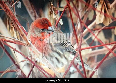 Hausfink, Haemorhous mexicanus, nordamerikanische Vögel, Vögel Nordamerikas, Hinterhoffotografie, rot, Vogelfutterhäuschen, Vogelbeobachter, Winter Stockfoto