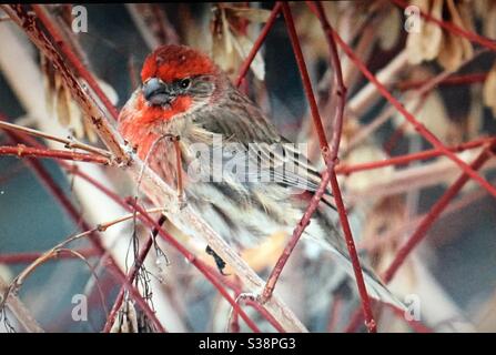 Hausfink, Haemorhous mexicanus, nordamerikanische Vögel, Vögel Nordamerikas, Hinterhoffotografie, rot, Vogelfutterhäuschen, Vogelbeobachter, Winter Stockfoto