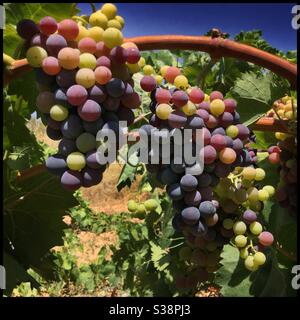 Carignan Trauben reifen an der Rebe, Katalonien, Spanien. Stockfoto