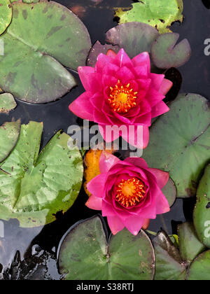Rosa Seerosen in einem Teich Stockfoto