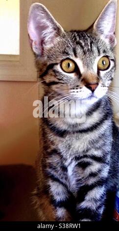 Porträt von schönen braun-schwarz gestromt Katze mit wunderschönen Gold oder kupferfarbenen Augen Blick auf Kamera, kastrierte weibliche Rettungskätzchen voll vetted, häusliche oder amerikanische Kurzhaar Indoor-Begleiter Haustier Stockfoto