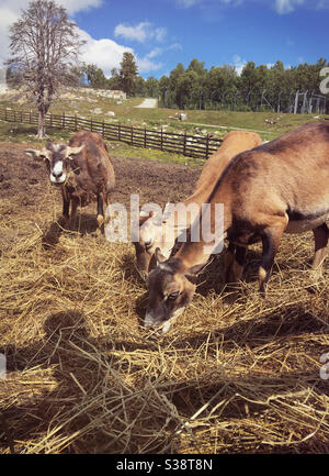 Drei Ziegen füttern auf einem Feld. Stockfoto