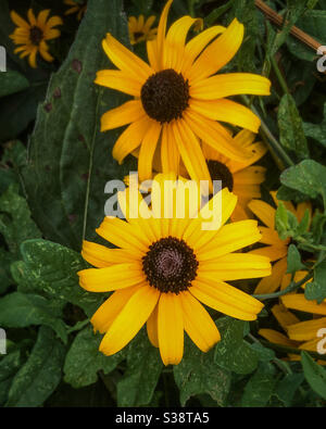 Rudbeckia hirta, gemeinhin als schwarz-Augen Susan, ist eine nordamerikanische blühende Pflanze in der Familie der Sonnenblumen, Stockfoto