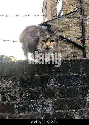 Cute flauschige kleine tabby Kätzchen Miowing auf einem Gartenwand Stockfoto