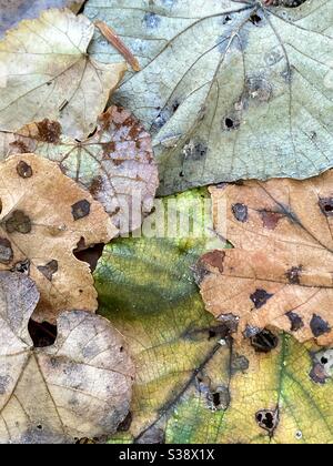 Hintergrund der zersetzenden Blätter auf Waldboden Stockfoto