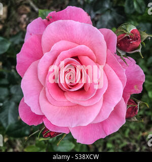 Eine Nahaufnahme von einem rosa Rose Stockfoto