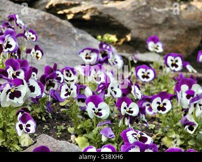 Der Garten Stiefmütterchen ist eine Art von großblütigen Pflanze kultiviert Als Gartenblume Stockfoto