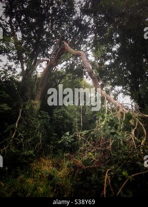 Wind beschädigt Baum Stockfoto