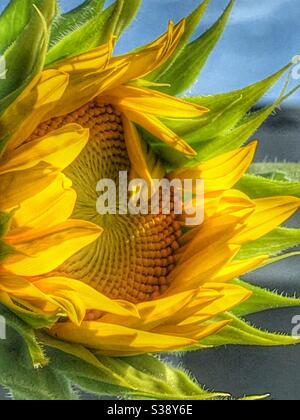 Sonnenblumenöffnung in warmem Sonnenlicht Stockfoto