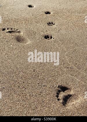 Fußabdrücke von Menschen und Hundepfoten im Sand Zur gleichen Zeit im Morgenlicht Stockfoto