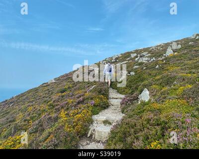 Walker auf dem Küstenweg zwischen South Stack und North Stack, Holyhead, Anglesey Stockfoto