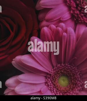 Gerberas und Rosen. Stockfoto