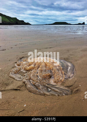 Große Quallen am Rhosilli Beach, Gower, Wales August. Stockfoto