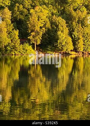 Dicke Bäume und ihre Reflexion entlang der Küste von Ontario See in späten Nachmittag goldene Sonne. Stockfoto
