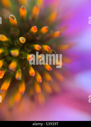 Details der Koneflower-Blüte Makrofotografie aus nächster Nähe Stockfoto