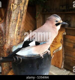 Jay (Garrulus glandarius) Hampshire, England, Großbritannien. Stockfoto