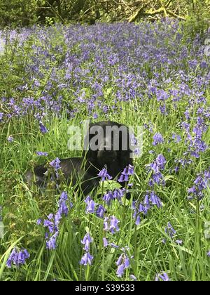 Schwarzer Cocker Spaniel in bluebell Blumen Stockfoto