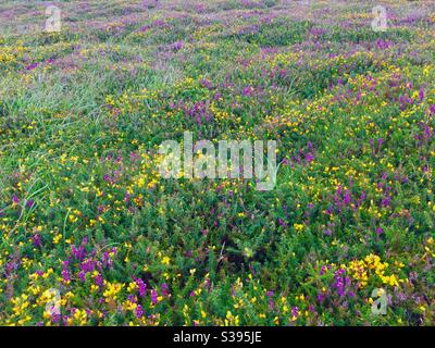 Violette Heide und gelber Ginster auf Heide Stockfoto