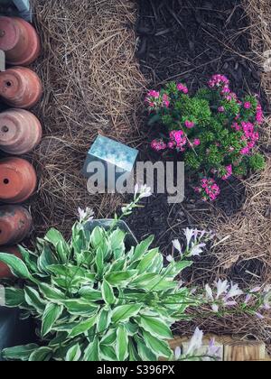 Blick hinunter auf kleine Blume Patch im Sommer Stockfoto