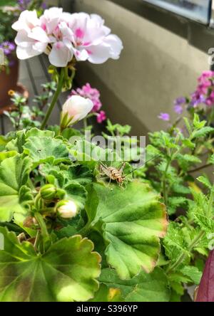 Eine kleine Heuschrecke, die auf Pflanzenblättern ruht. Stockfoto