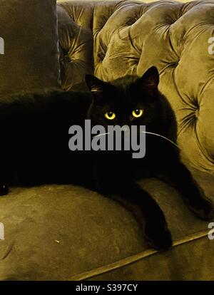 Schwarze Katze mit grünen Augen und weißen Schnurrhaaren auf einem Samtstuhl Stockfoto