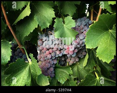 Grenache Trauben reifen an der Rebe, Katalonien, Spanien. Stockfoto