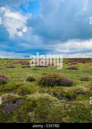 Sutton Heath, Woodbridge, Suffolk - 23. August 2020: Schöne Farben an einem stürmischen Tag an diesem AONB-geschützten Ort. Stockfoto