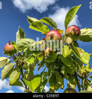 Malus Sunset Äpfel Stockfoto