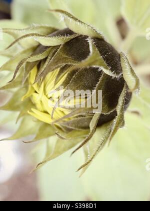 Warmer Sonnenblumenkopf Stockfoto