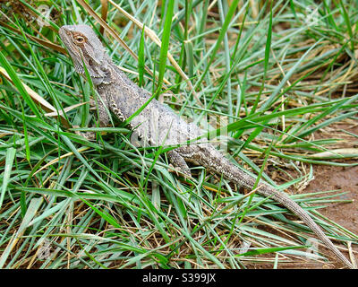 Eine Dracheneidechse, die im grünen Gras sitzt Stockfoto