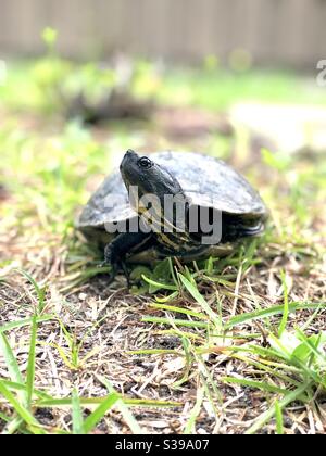 Teichschildkröte im Südosten der USA Stockfoto