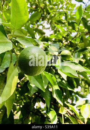 Orangen, die Ende August im Südosten der USA auf Bäumen wachsen Stockfoto