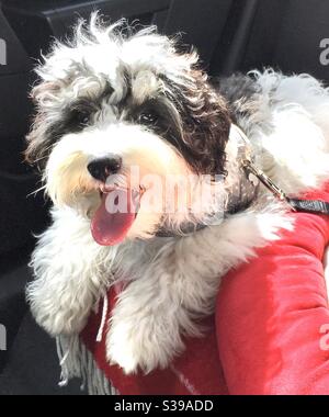 Lächelnde glücklicher Hund Stockfoto
