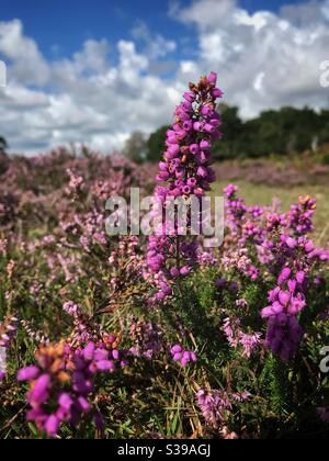 Heather in Blume Stockfoto