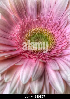 Rosa Gerbera Gänseblümchen Nahaufnahme Stockfoto