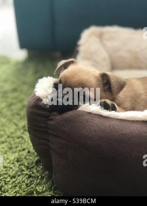 Chihuahua Pug Mischung Rasse Welpen kauen sein Bett Stockfoto