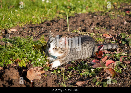 Eine grau beige Makrelenkatze mit weißen Pfoten und Nase liegt auf einem Feld und lauert. Sie hat einen blauen Trackingchip um ihren Hals Stockfoto