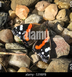 Roter Admiral Schmetterling - Vanessa Atalanta Stockfoto