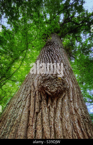 Knoten im Baumstamm. Blick nach oben Stamm in Richtung Zweige Stockfoto