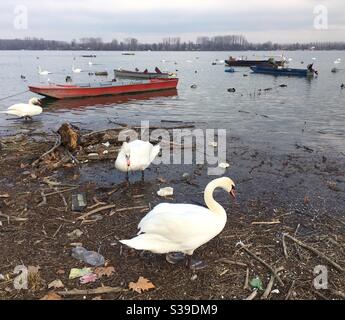 Zwei weiße Schwäne am Ufer der Donau in Zemun Belgrad Stockfoto