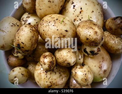 Frisch gepflückte Bio-Kartoffeln der neuen Saison, lose gewaschen in einer Schüssel, Dublin, Irland Stockfoto