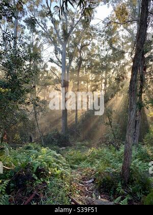 Am frühen Morgen ziehen Sonnenstrahlen durch Eukalyptusbäume in dichtem Busch Landen Sie an Sydneys Nordufer in Australien Stockfoto