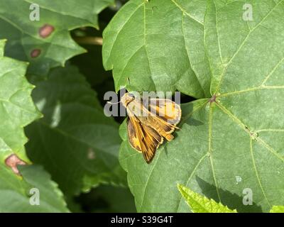 Feuriger Skipper Schmetterling auf grünem Blatt Stockfoto