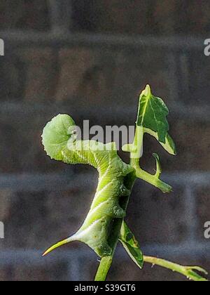 Grüne Raupe, ein Tabakhornwurm, Manduca sexta, auf einer Tomatenpflanze Stockfoto