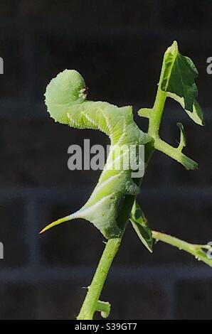 Grüne Raupe, ein Tabakhornwurm, Manduca sexta, auf einer Tomatenpflanze Stockfoto