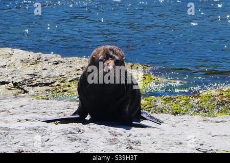 Neuseeländische Pelzsiegel, Kaikoura. Stockfoto