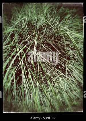 Nahaufnahme von langem Gras mit Grunge-Effekt. Stockfoto