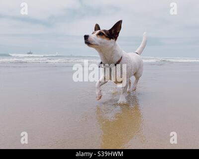 Hund am Strand laufen. Stockfoto